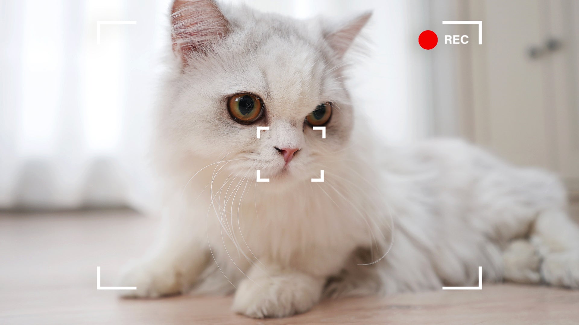 EBO Air 2 companion robot: New Ways to View Your Pets, Interact Face-to-Face
