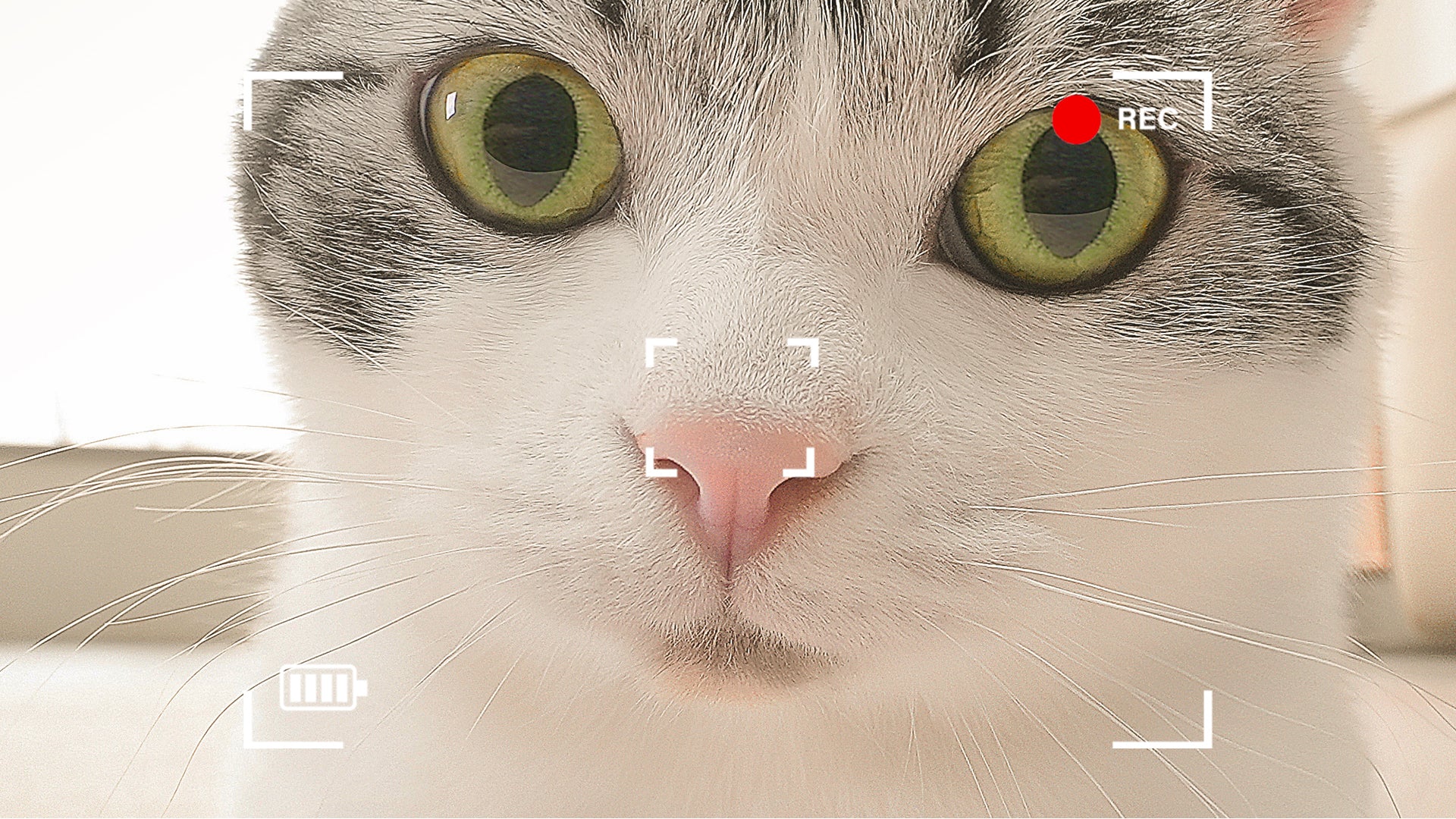 ROLA Mini pet monitor 2k ultra clear camera
