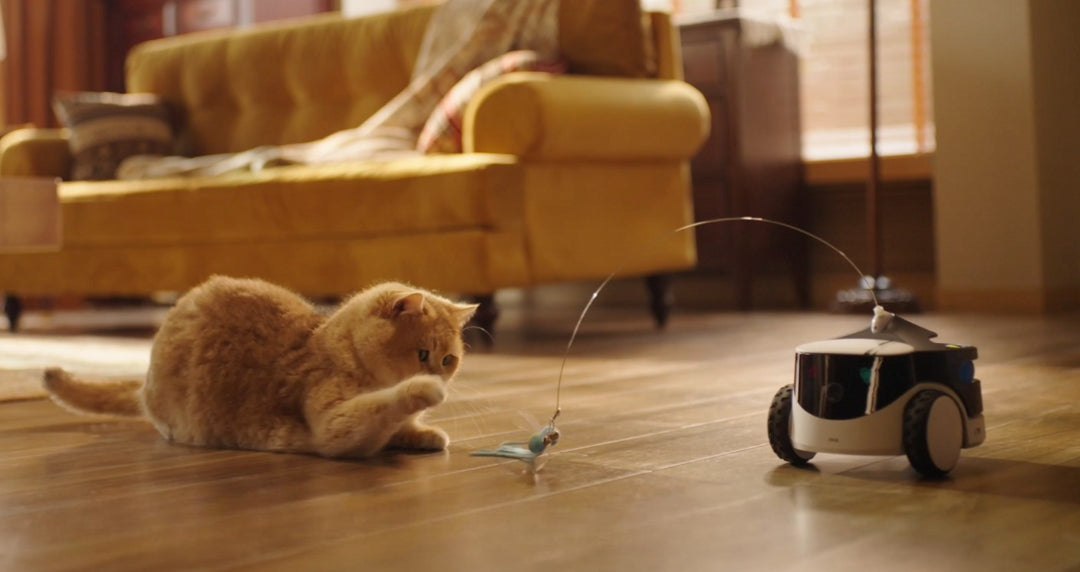 How Pet Robots Help Australian Pet Owners Stay Connected While Away