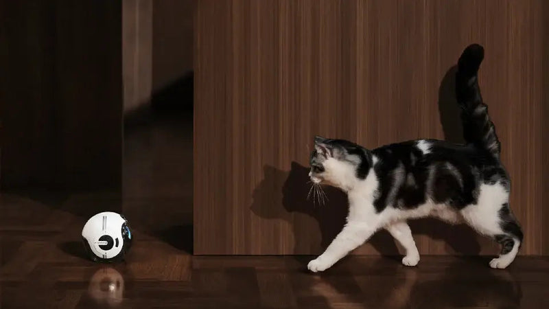 Pet Mate  Fun and Care, From Anywhere