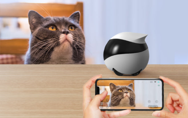 EBO SE supports both voice and video communication