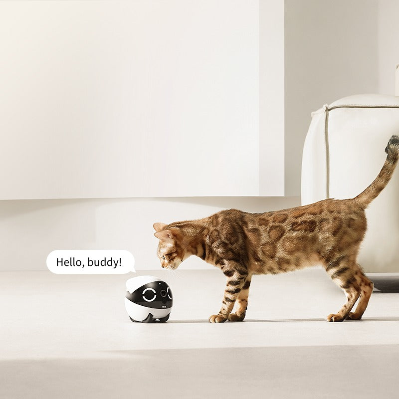 Entertain Your Pets