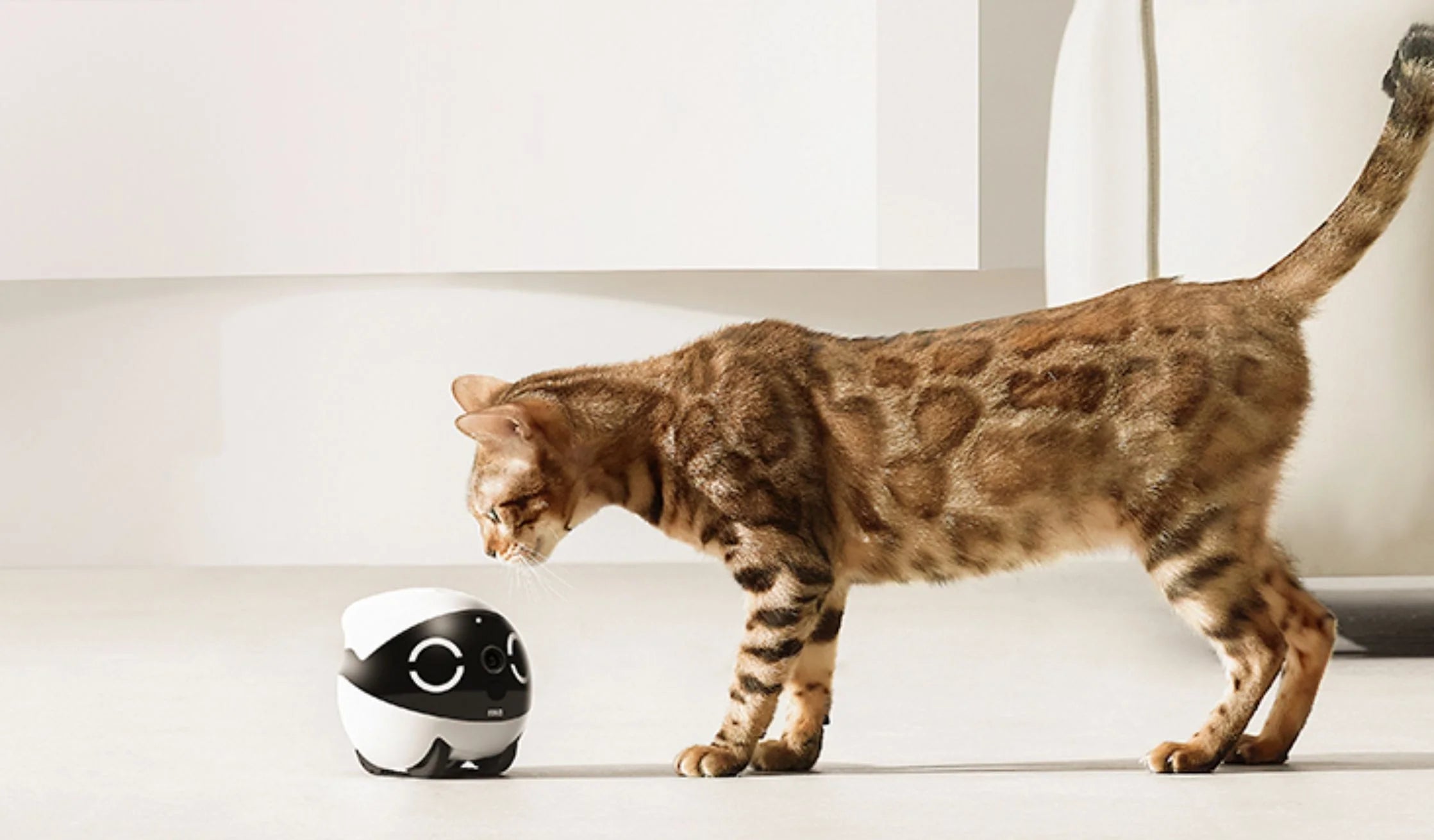 ROLA Pet Products Collection