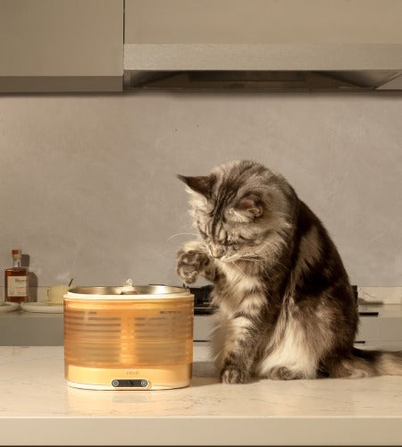 EBO Air with feather