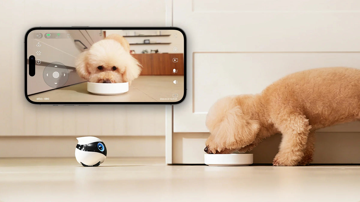 Low-Angle Camera, Pet’s-Eye View